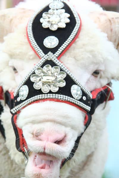 longtail Merino sheep