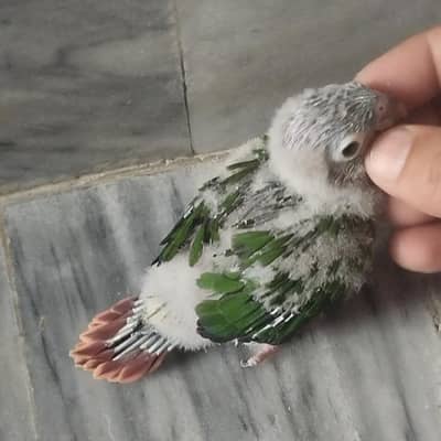 Yellow sided conure chicks 4 hand tame