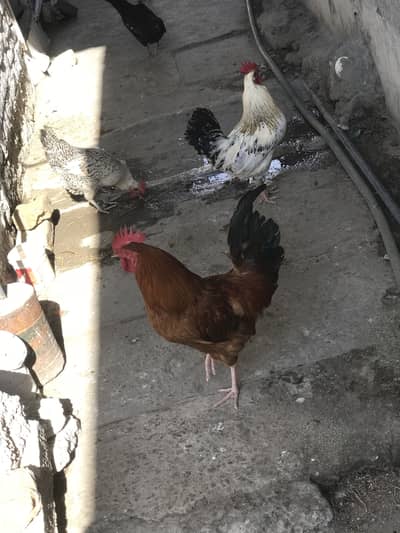 Dessi Murgy Golden Missri Chikken 0/3/0/4/0/5/1/0/7/6/5