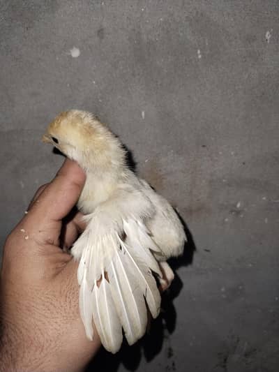 Aseel Heera lasani or lakha chicks available top quality