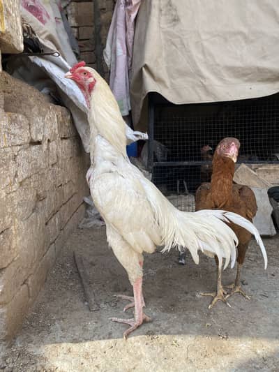 Top quality heera for sale