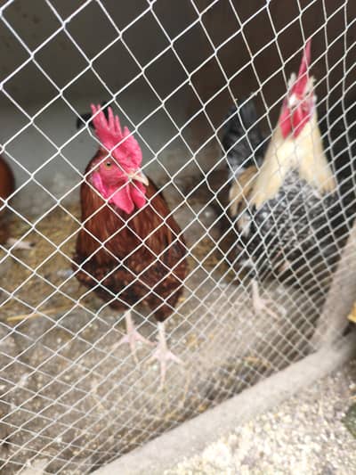 Desi Roaster for sale