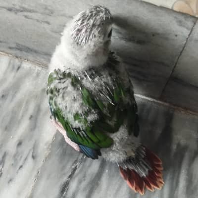 Yellow sided conure chicks- 03214382921