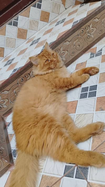 persian Cats | Persian Kittens | Triple Coated Cats For Sale