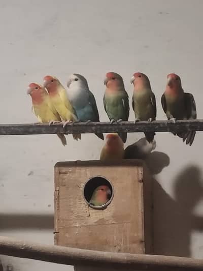 LoveBirds Colony & Cocktaiel Pair