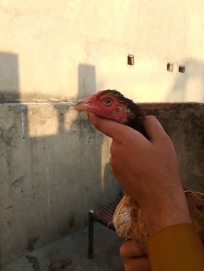 aseel madi for sale 03147322389