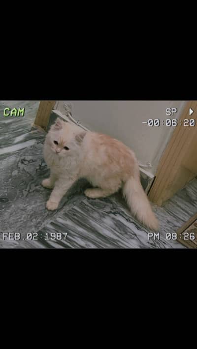 Triple coat persian cat