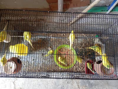 Pairs hyn 4 or 2 single hyn . . . . pinjra bh ha sath . . .