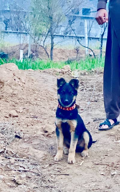 cross german shepherd forsale