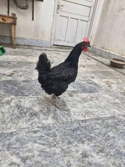 Pure Australorp  hen and white desi murga