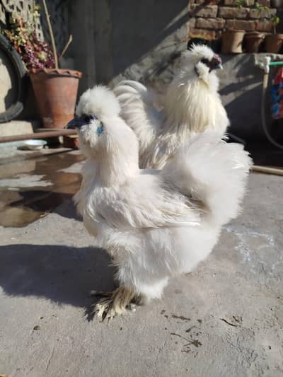 Silkie Breeder pair