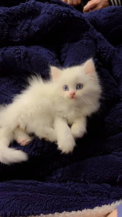 Ice blue eyes white kitten