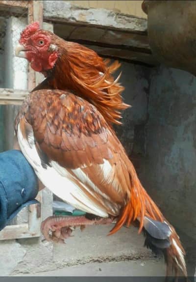 Whatsapp number 03485455228