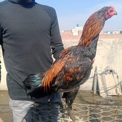 3 panus pakoye patha game style available