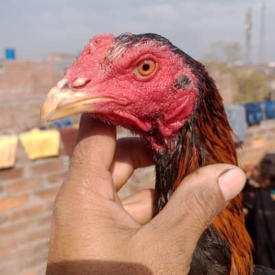 3 panus pakoye patha game style available