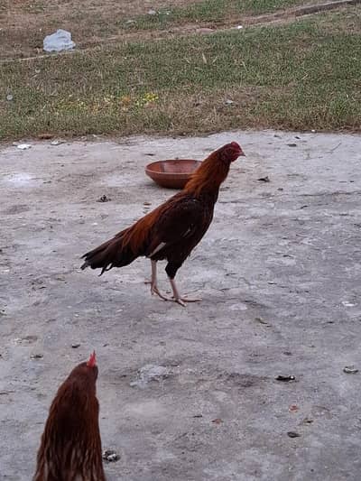 Brown Lohman Aseel Cross Eggs