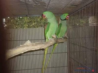 4 breed ki h average 3 bachy