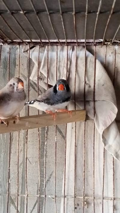 Black cheek & CFW Male