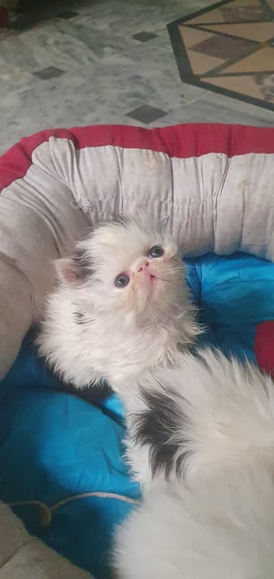 cfa bloodline pure persian