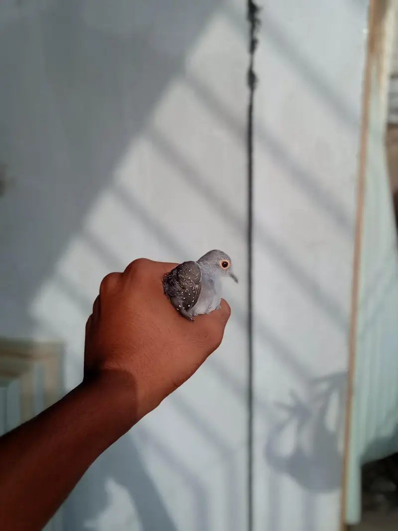Diamond Pied dove and silver pied dove — photo 4