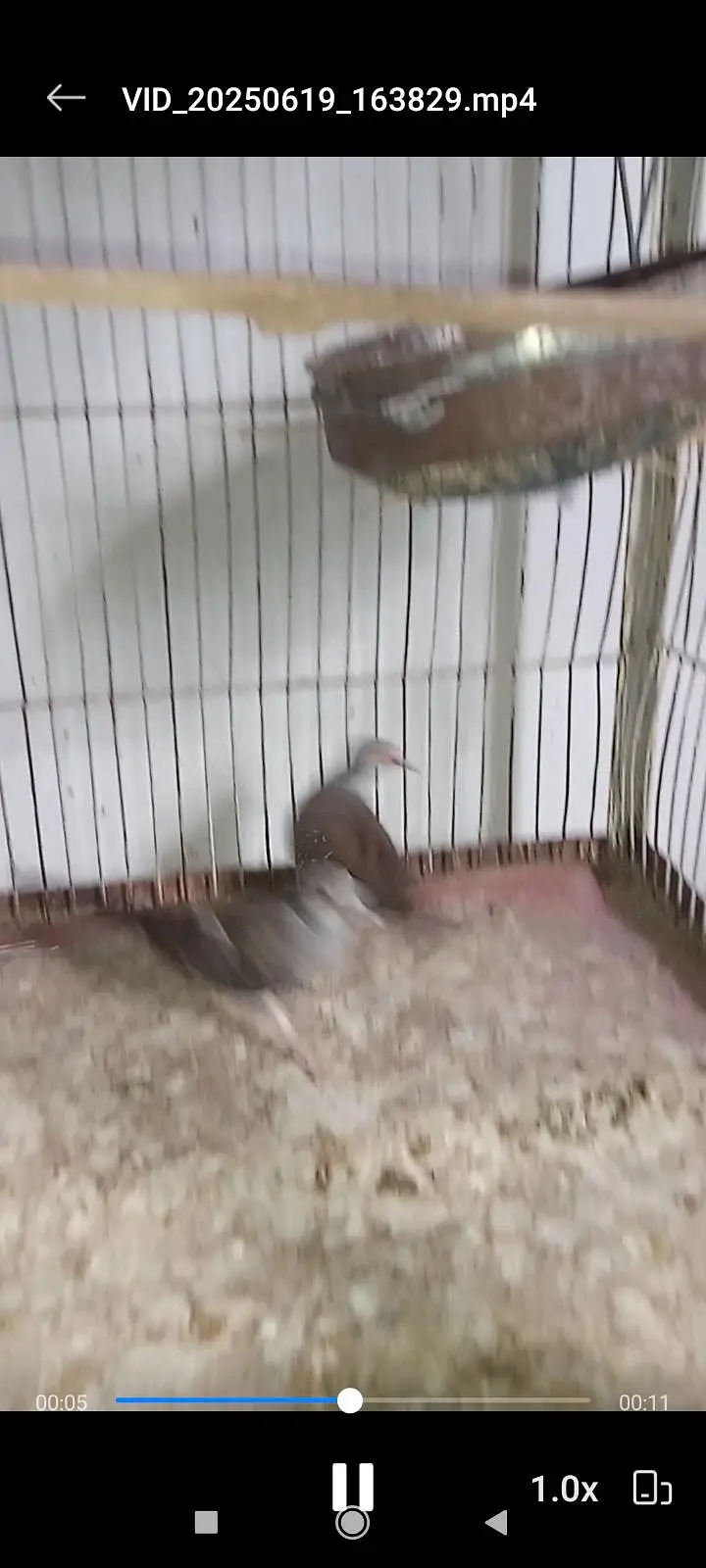 Diamond Pied dove and silver pied dove — photo 5