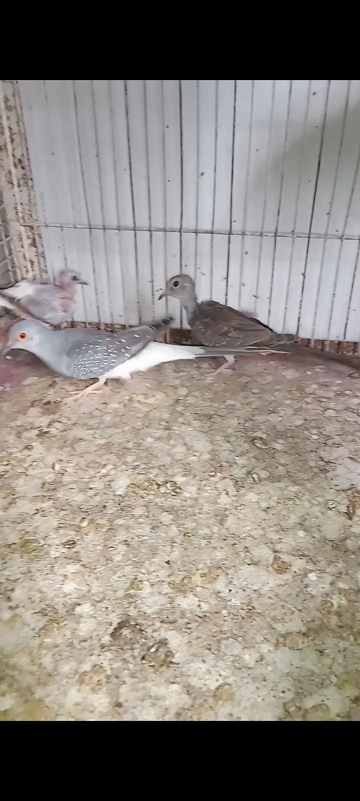 Diamond Pied dove and silver pied dove — photo 6
