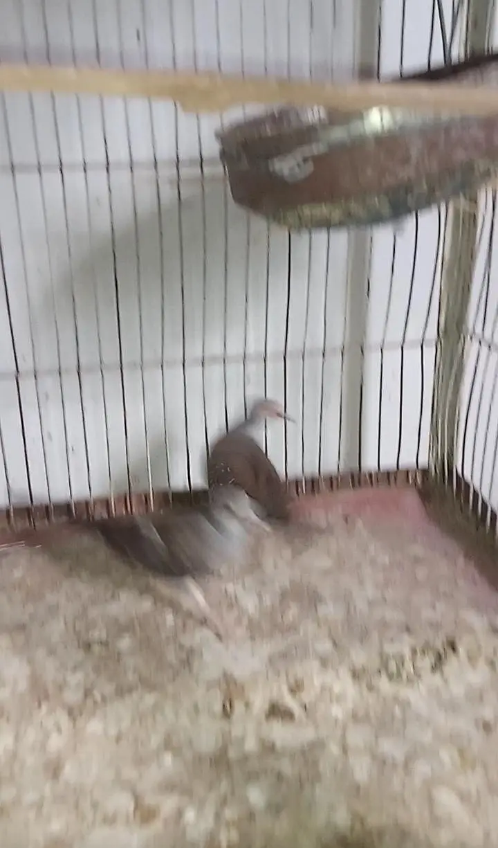Diamond Pied dove and silver pied dove — photo 7
