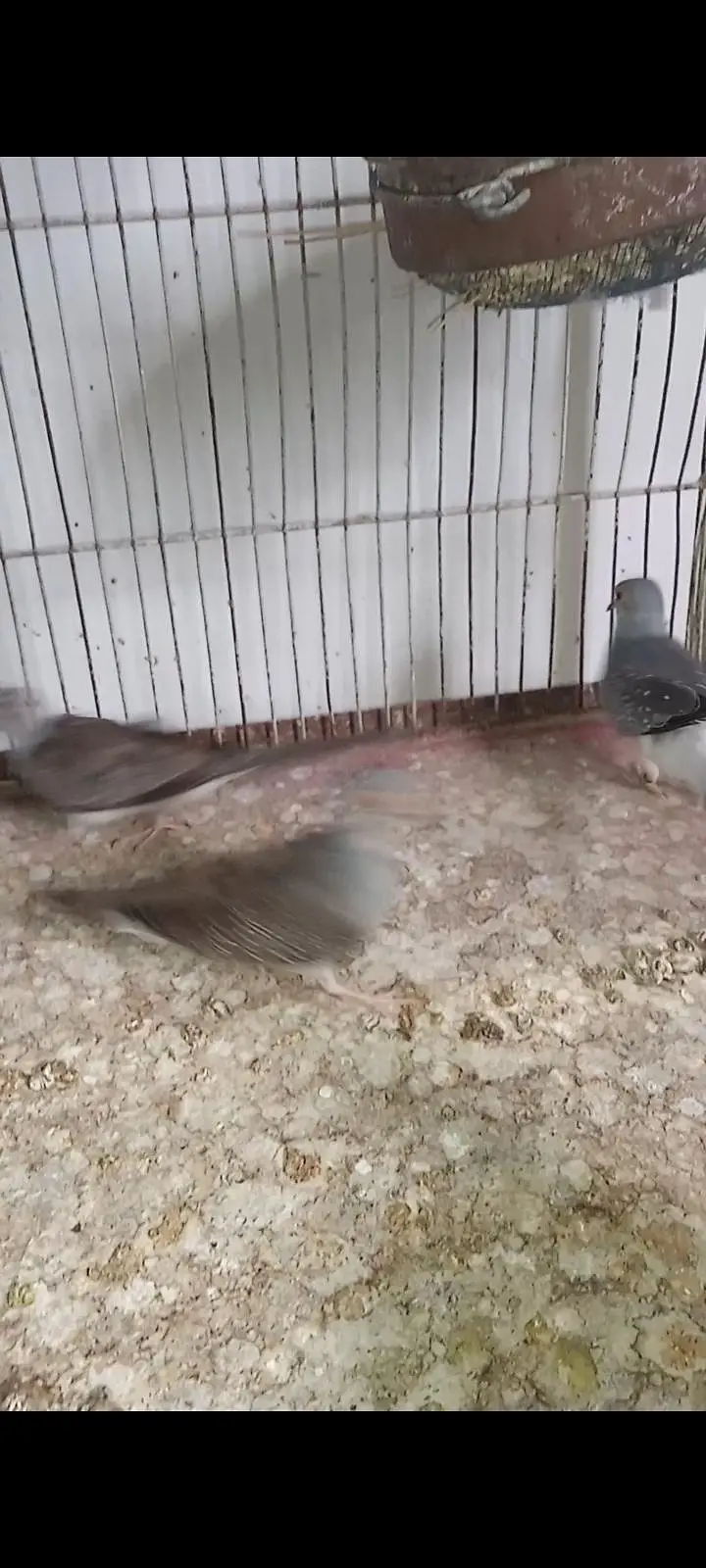 Diamond Pied dove and silver pied dove — photo 8