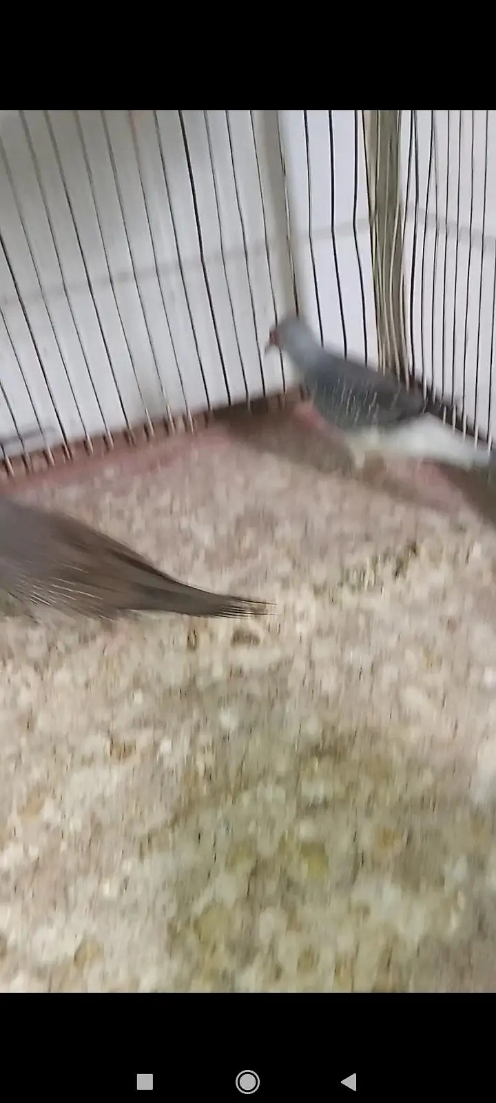 Diamond Pied dove and silver pied dove — photo 9