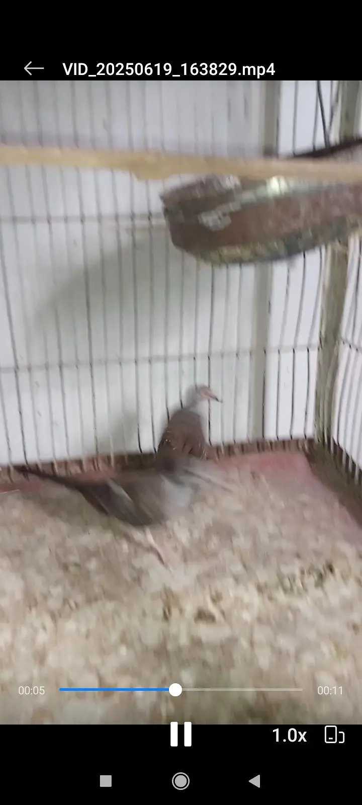 Diamond Pied dove and silver pied dove — photo 10