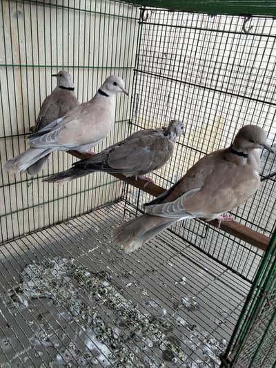 Khumray Breeder Pair (3500 Ky Saray)