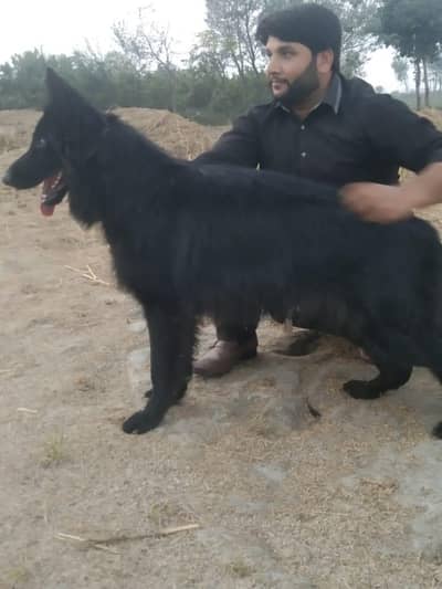 Black German Shepherd