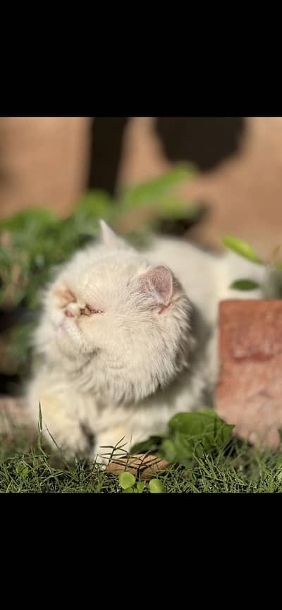 Persian cat tripple coated for sale