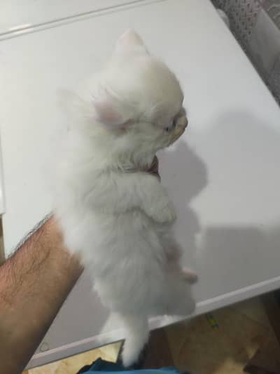 Himalayan blue eyes tripple coated kittens