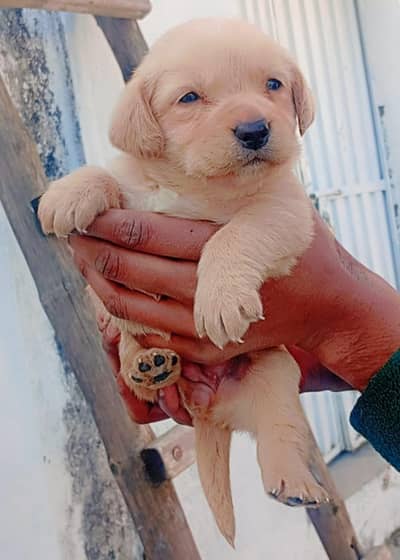 laberdor female for sale