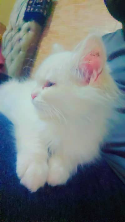 Persian Kitten Tripple coat white for sale