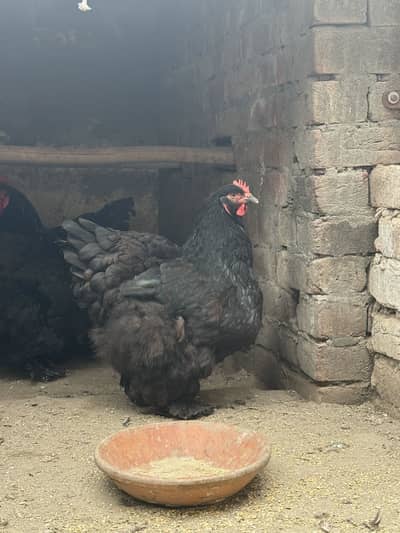 Black heavy buff fertile eggs available