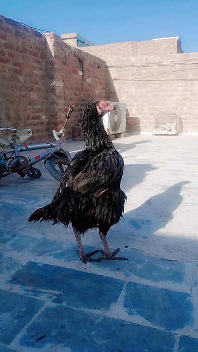 Aseel Mushki Full Jumbo Murghi  Full Blackl colour