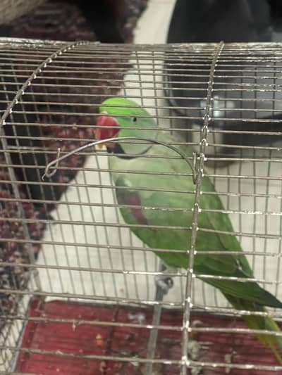 indian raw parrot