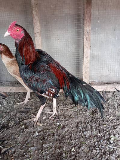 aseel mianwali Reza patha