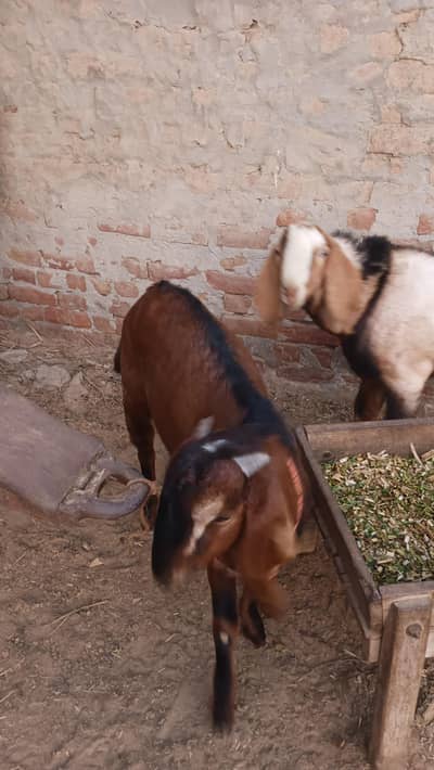 Bakra for sale location Faisalabad Jang road painsra 84 JB sarshamir