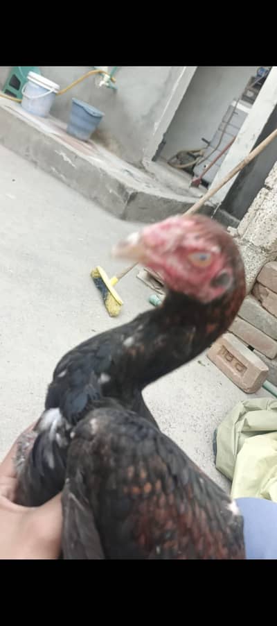 aseel long height patha