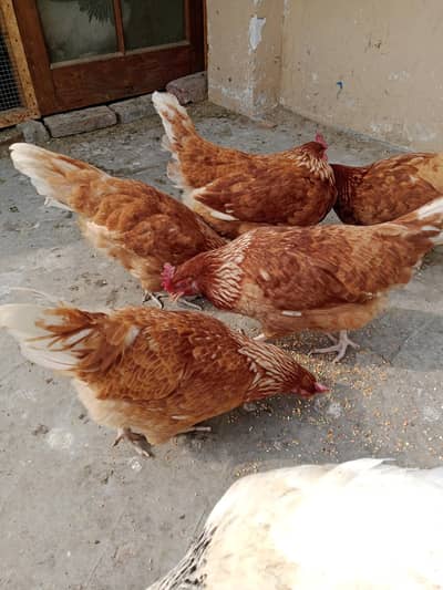 hens sab ek sat sell karni hein