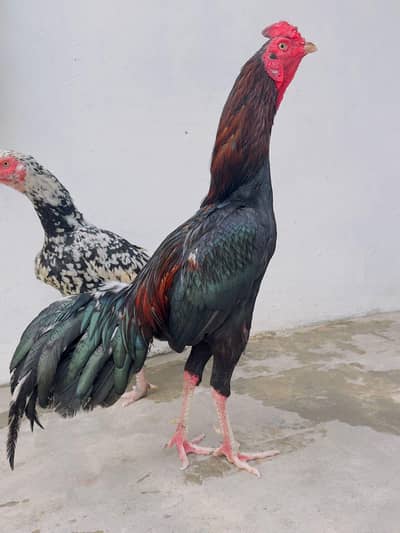 Lasani Aseel Murga Mianwali Mushka Lasani Aseel Patha 03098573144