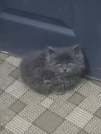pounch face kitten in gray color triple coated