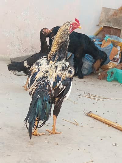 Aseel Pair High quality