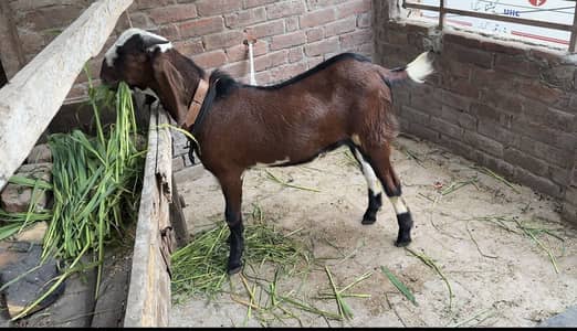 bakra sale