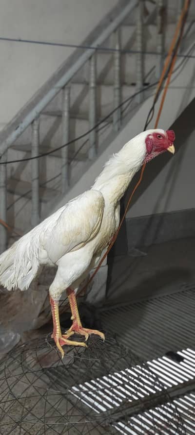 1 mail 2 femail Japanese Shamo