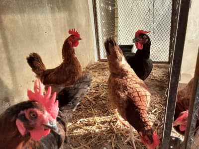 anday wali murghiyan