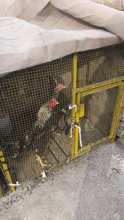 aseel whatapp num 03125275809